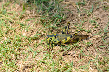 Macro photo of a large grasshopper in Thailand