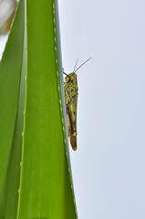 Macro photo of a large grasshopper in Thailand