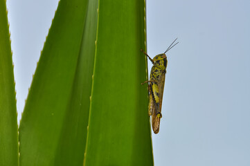 Macro photo of a large grasshopper in Thailand