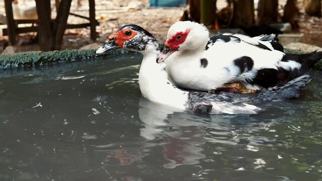 Ducks Mating  in duck farm, father and mother ducks hybridize ,Natural sustainable breeding, animal sex