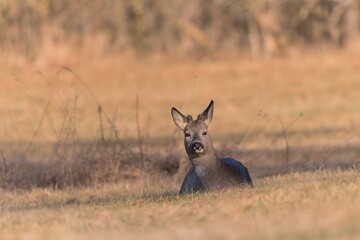 A young roebuck rest on the meadow. A male roe deer lies in the dry grass. Capreolus capreolus
