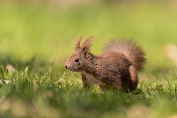 A cute european red squirrel in the grass.   Sciurus vulgaris