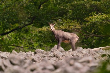 A chamois stands on the stone hill. Studenec hill, Czech Republic, Animal from Alp. Wildlife scene with animal, Chamois, stone animal.  Rupicapra rupicapra