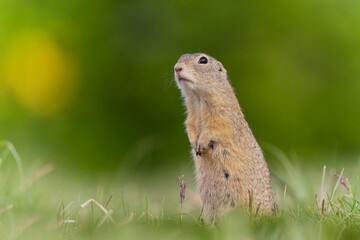 A cute ground squirrel posing on the grass. Spermophilus citellus