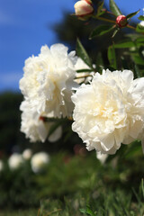 White peony flowers in the park. Large peony flowers. Close-up of white flowers. Natural floral background