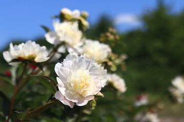 White peony flowers in the park. Large peony flowers. Close-up of white flowers. Natural floral background