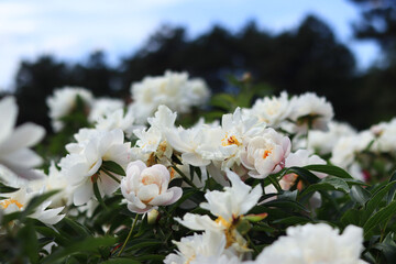 White peony flowers in the park. Large peony flowers. Close-up of white flowers. Natural floral background
