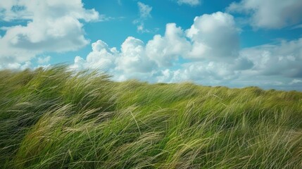 Grass in open field swaying in the wind