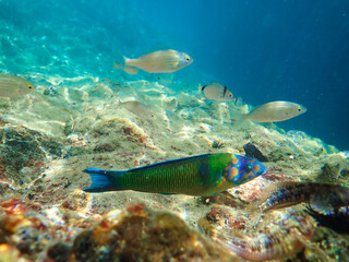 Ornate wrasse (Thalassoma pavo) undersea, thalassoma fish, Close up ornate wrasse fish underwater, Ornate Wrasse Thalassoma pavo in Mediterranean Sea in jijel Algeria North Africa, Mediterranean fish.