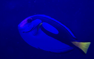 Blue tang (Paracanthurus hepatus) fish swimming underwater in an aquarium