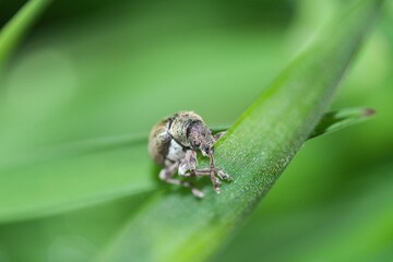 Fototapeta premium Weevil type insect on a grass strand close up