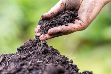 regenerative organic farmer, taking soil samples and looking at plant growth in a farm. practicing...