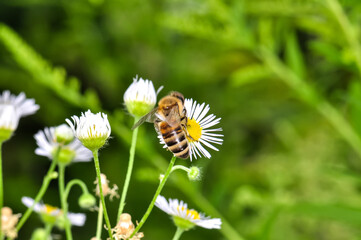 Macro photo of a bee looking for nectar
