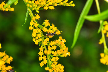 Macro photo of a bee looking for nectar