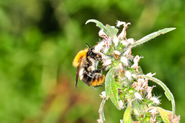 Macro photo of a bee looking for nectar
