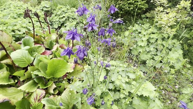 Akelei, Aquilegia vulgaris