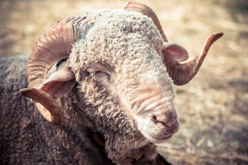 Merino sheep, ram, having a rest on the groud