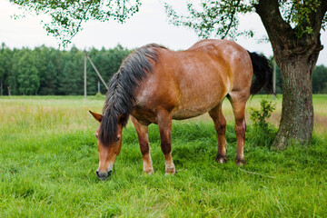 Brown pregnant horse feeding on a green meadow