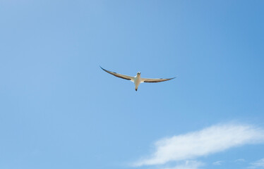 Gannet flying toward against blue sky