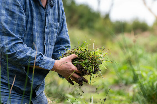 university student conducting research on forest health. farmer collecting soil samples in a test tube in a field. Agronomist checking soil carbon and plant health on a farm in australia