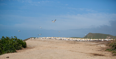 Gannet nesting colony at Cape Kidnappers