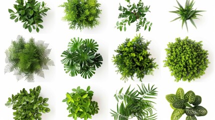 Obraz premium Top View of Various Green Plants, Generative AI