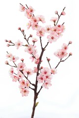 The perfection of plants and flowers 