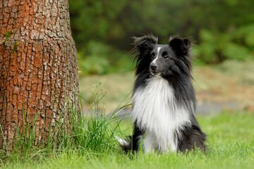 Sheltie dog portrait. Domestic pet sitting on the green grass. Shetland Sheepdog outdoors on grass.