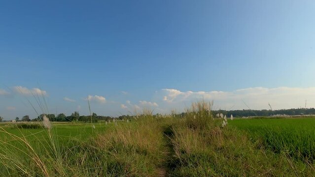 A field filled with Beautiful White Wild Sugarcane Kash or Kans Grass in India in a field 