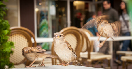 Sparrow on cafe table hoping to scavenge food