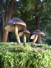 Setas en el Bosque sobre un manto de musgo verde