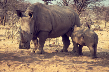 Naklejka premium White rhinoceros or square-lipped rhinoceros with her newborn baby in Etosha National Park, Namibia.