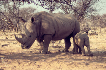 White rhinoceros or square-lipped rhinoceros with her newborn  baby in Etosha National Park,...