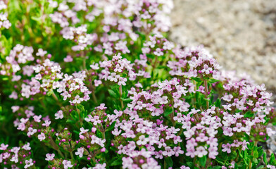 Blossoming fragrant Thymus serpyllum close-up. Beautiful food and medicinal plant in the sunny day