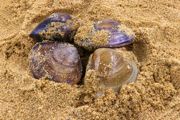 nature and summer holidays concept - Single quahog clam at low tide on the beach
