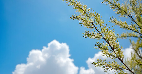 Obraz premium Sun shining through delicate spring foliage against a bright blue sky. Ideal for promoting eco-tourism, showcasing nature's beauty, or advertising outdoor products.