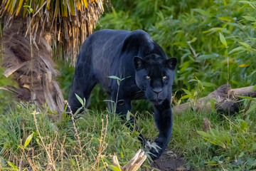 Black Panther