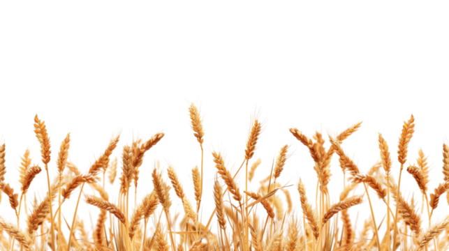 Rice plant border , wheat