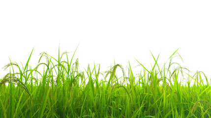 Fototapeta premium Rice field nature