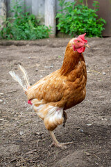 Red hen with missing tail feathers, chicken baldness