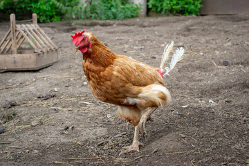 Red hen with missing tail feathers, chicken baldness