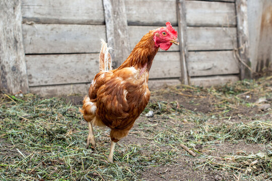 Red hen with missing tail feathers, chicken baldness