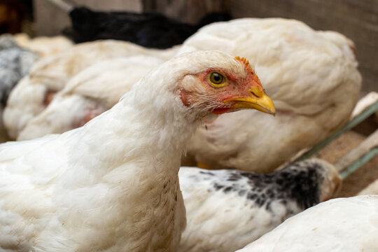 White chick close-up