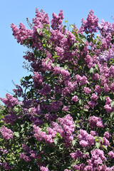Blooming Lilac Flowers On Tree Branch