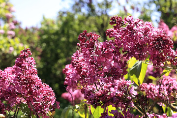 Springtime Lilac Blossoms In Garden