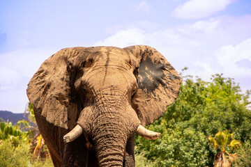 Wild african animal. Close up of the African Bush Elephant in the grassland on a sunny day.