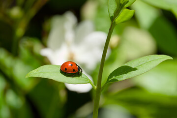ladybug perching on the plant leaf close-up