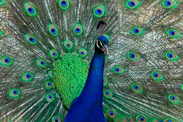 Portrait of beautiful colored male peacock with tail feathers out.