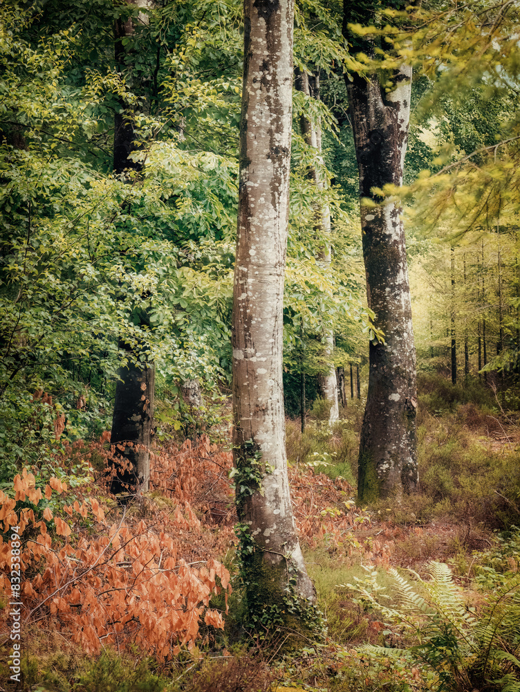 Poster Ladock woods cornwall england uk 