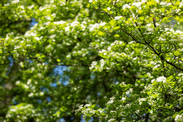 Fototapeta premium Branches of a flowering tree in the garden against a blue sky